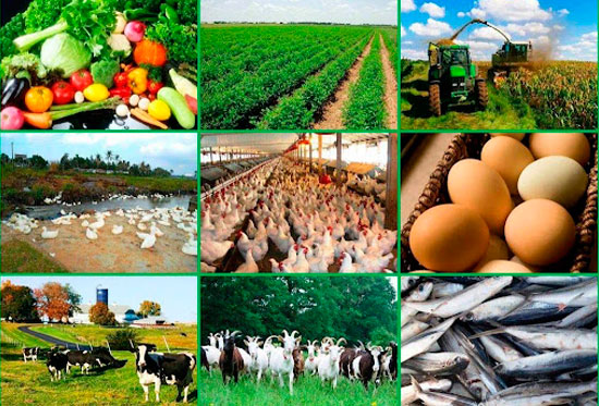 fundacion-para-el-crecimiento-agropecuario-medellin