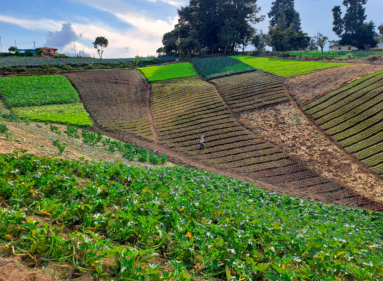 Seguridad Alimentaria y Nutricional seguridad-alimentaria-y-nutricional-fundacion-labrando-pais